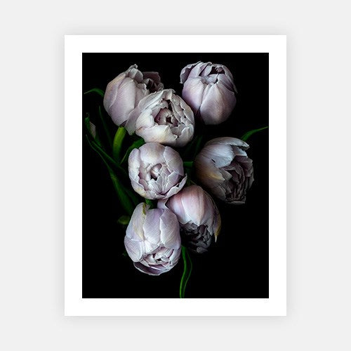 Gathered Tulips-Photographic Editions-Fine art print from FINEPRINT co