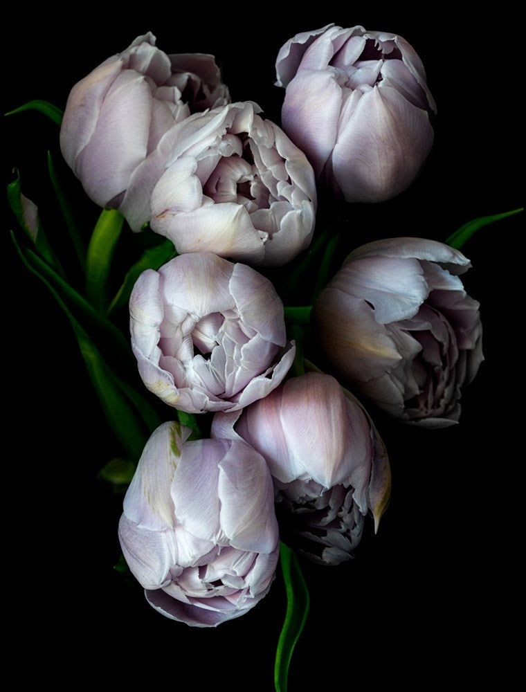 Gathered Tulips-Photographic Editions-Fine art print from FINEPRINT co