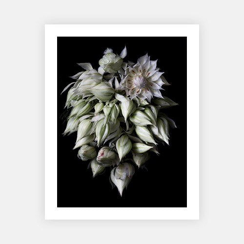 Blushing Bride Cluster-Photographic Editions-Fine art print from FINEPRINT co