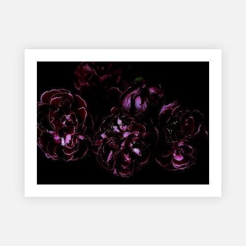 Red wine carnation cluster