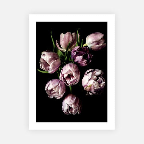 Lilac tulips with leaves