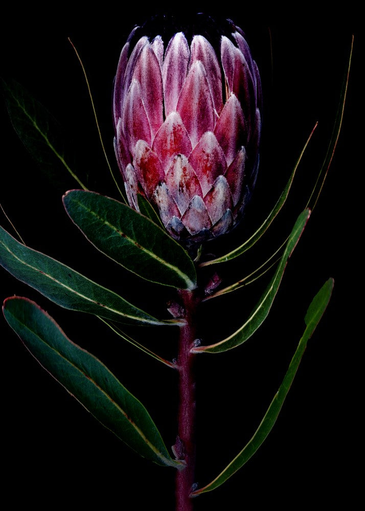 Wall Art Viewer Frames Render