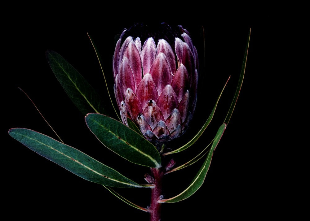 Wall Art Viewer Frames Render