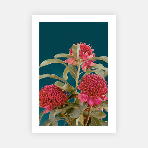 Waratah Flowers 2-Open Edition Prints-Fine art print from FINEPRINT co