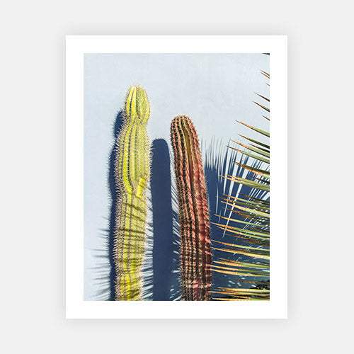 Cactus Shadows-Open Edition Prints-Fine art print from FINEPRINT co