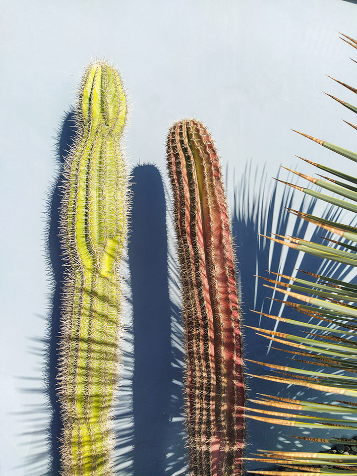 Cactus Shadows-Open Edition Prints-Fine art print from FINEPRINT co