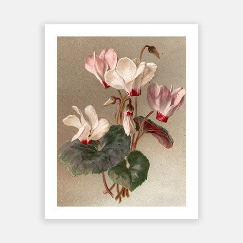 Emerging-Open Edition Prints-Fine art print from FINEPRINT co