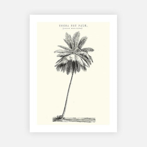 Cocoa Nut Palm-Open Edition Prints-Fine art print from FINEPRINT co