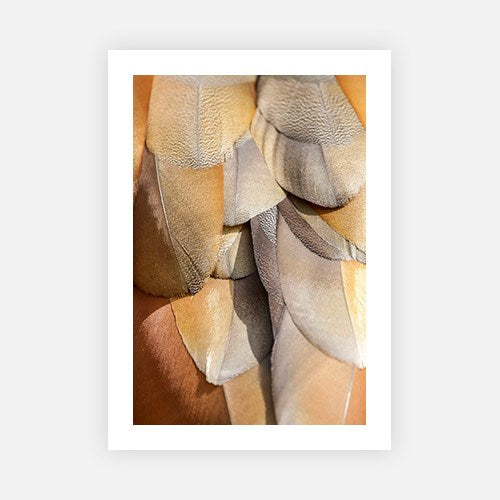 Egyptian Goose 2-Open Edition Prints-Fine art print from FINEPRINT co