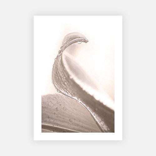 Blooming Flower 2-Open Edition Prints-Fine art print from FINEPRINT co