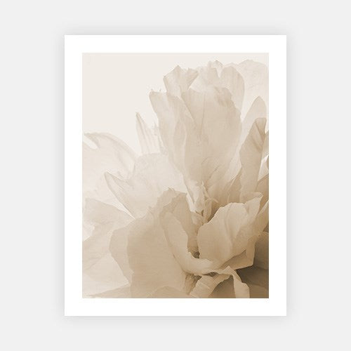 Blooming Flower-Open Edition Prints-Fine art print from FINEPRINT co