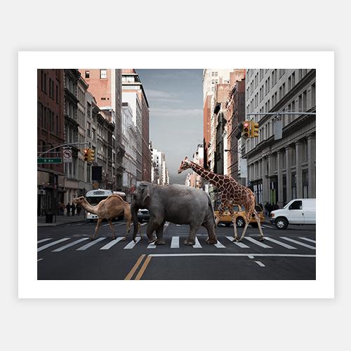 Camel, elephant and giraffe by Getty Images - FINEPRINT co