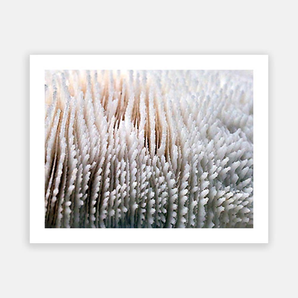 Coral 1-Open Edition Prints-Fine art print from FINEPRINT co