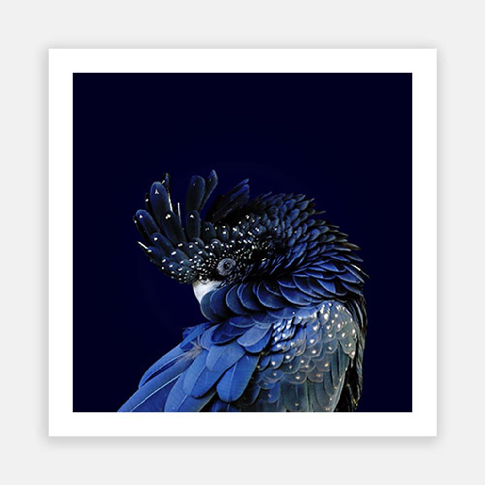 Red-Tailed Black Cockatoo-Open Edition Prints-Fine art print from FINEPRINT co