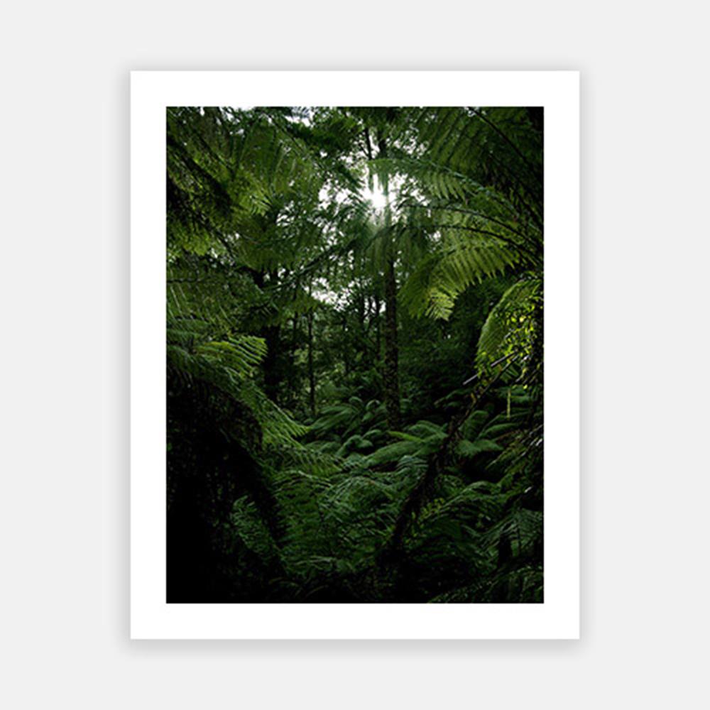 Sunlight through rainforest canopy-Open Edition Prints-Fine art print from FINEPRINT co
