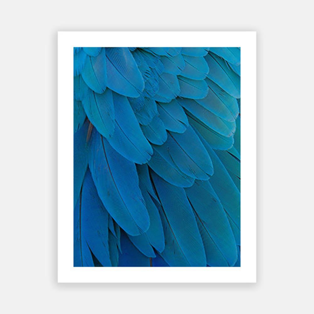 Blue parrot feathers-Open Edition Prints-Fine art print from FINEPRINT co