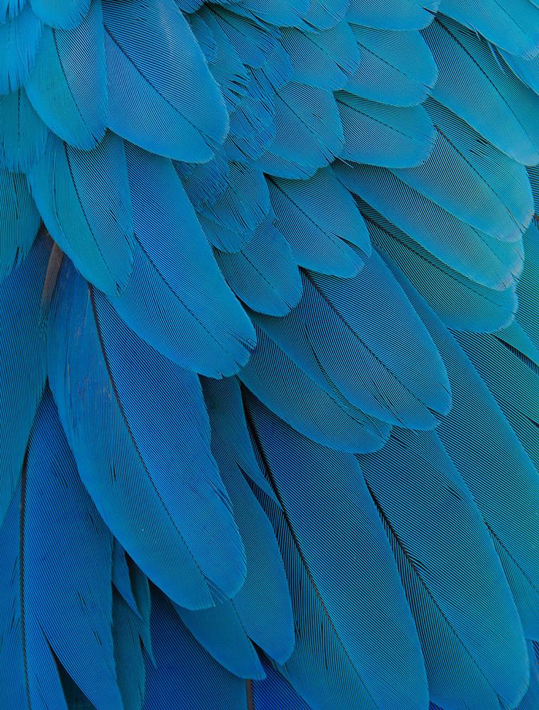 Blue parrot feathers-Open Edition Prints-Fine art print from FINEPRINT co