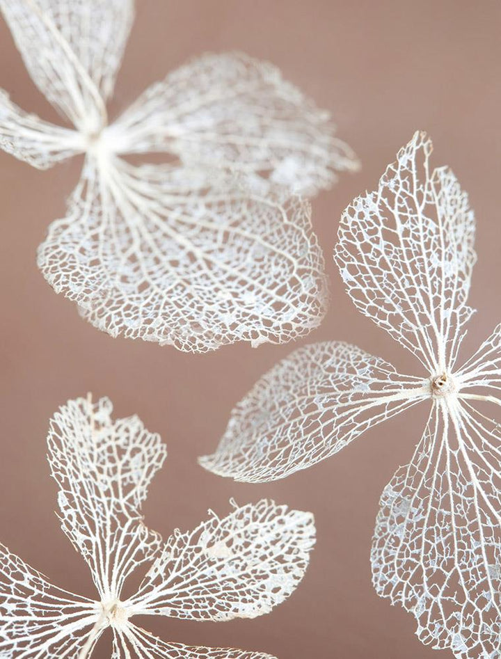 Hydrangea Skeleton 1-Open Edition Prints-Fine art print from FINEPRINT co