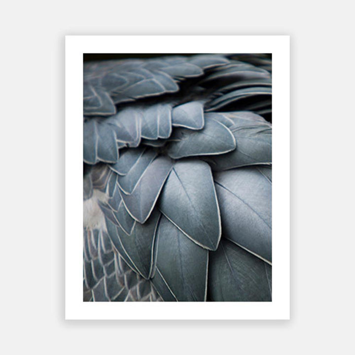 Dusty Blue Feathers-Open Edition Prints-Fine art print from FINEPRINT co