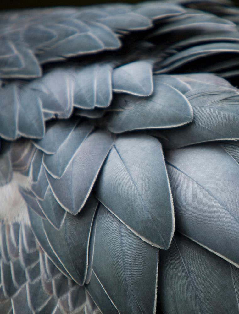 Dusty Blue Feathers-Open Edition Prints-Fine art print from FINEPRINT co