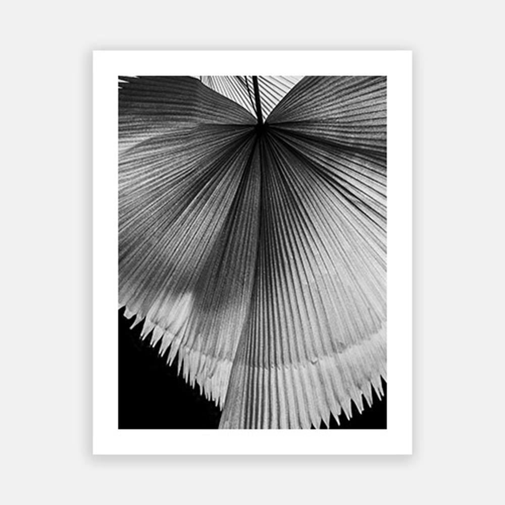Sunlit Palm Leaf-Open Edition Prints-Fine art print from FINEPRINT co