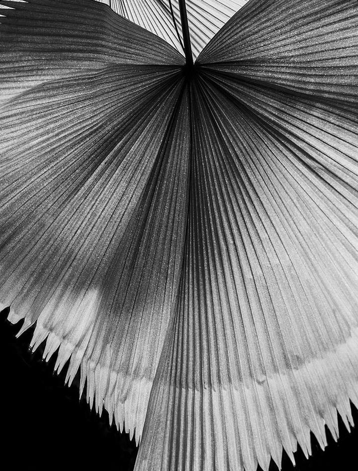 Sunlit Palm Leaf-Open Edition Prints-Fine art print from FINEPRINT co