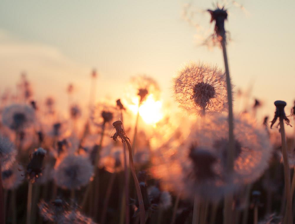 Dandelion at Sunset-Open Edition Prints-Fine art print from FINEPRINT co