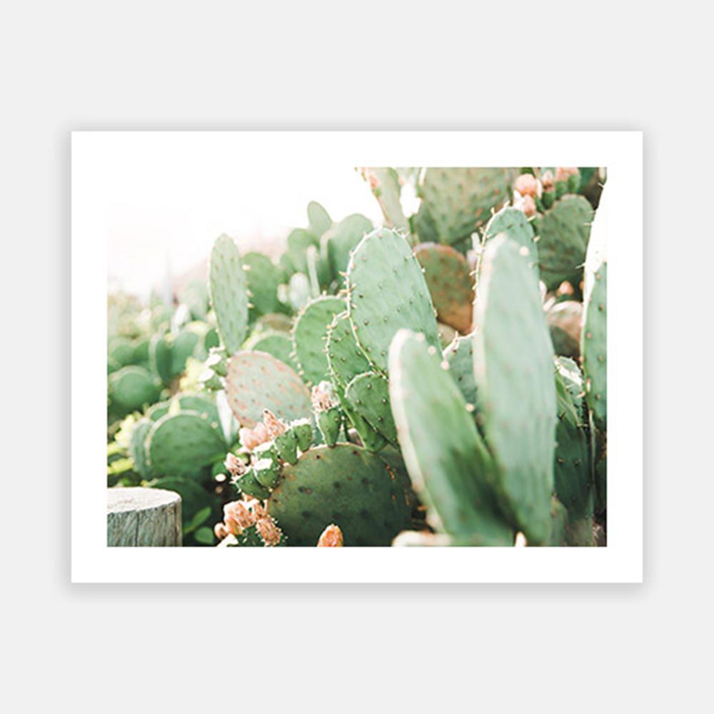 Prickly Pear Cactus Closeup-Open Edition Prints-Fine art print from FINEPRINT co