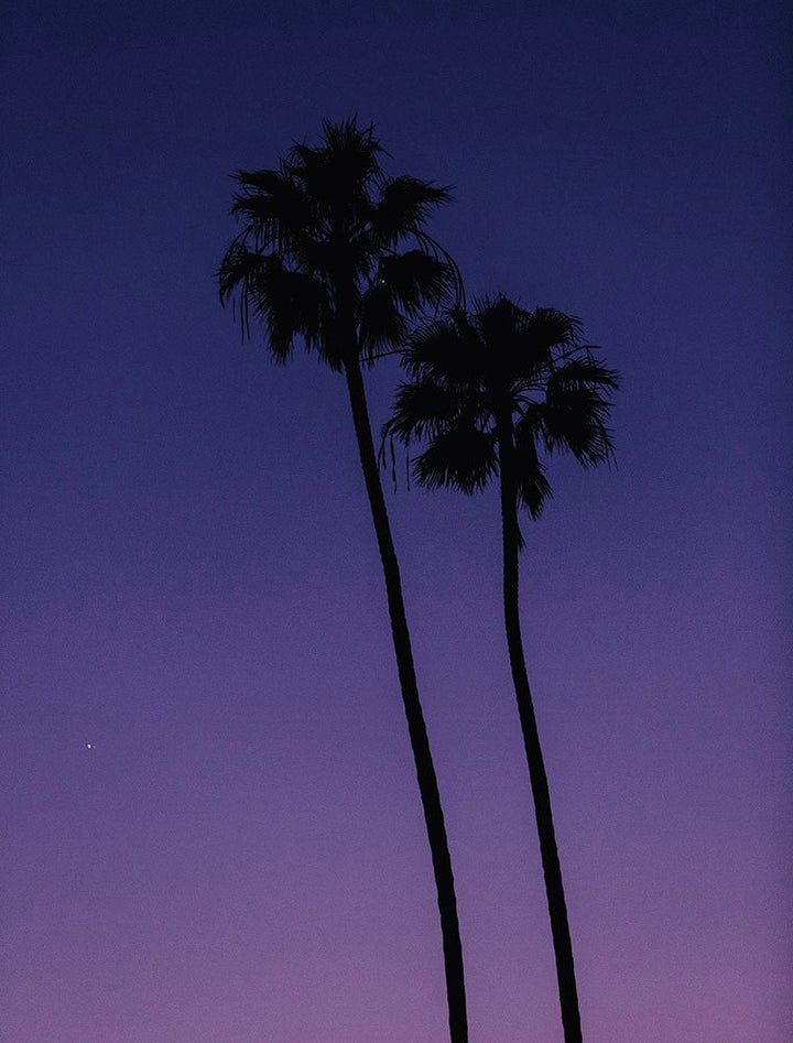 Twin Purple Palms-Gallery Stock-Fine art print from FINEPRINT co