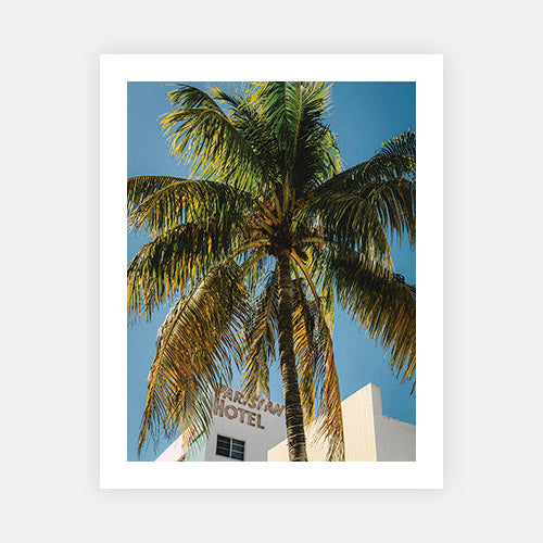 Parisian Palm-Gallery Stock-Fine art print from FINEPRINT co