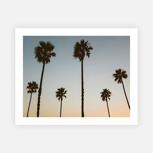 California Palms at Dusk-Gallery Stock-Fine art print from FINEPRINT co