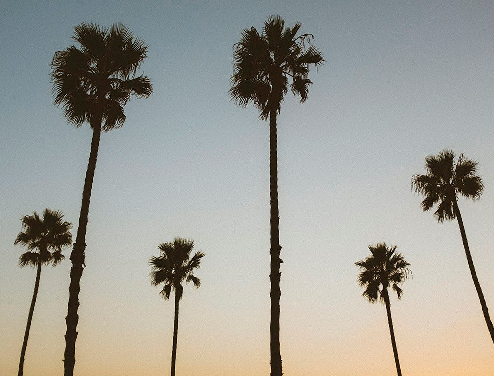 California Palms at Dusk-Gallery Stock-Fine art print from FINEPRINT co