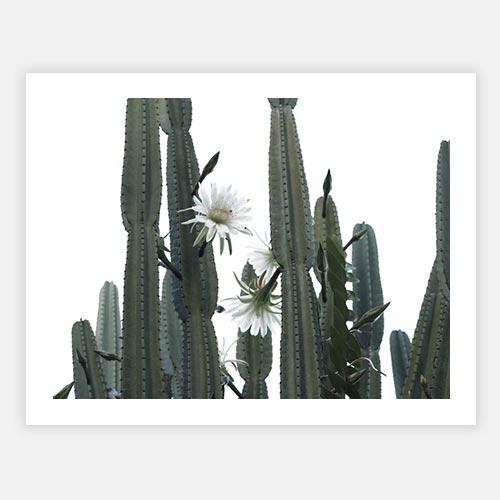 cactus by FINEPRINT co - FINEPRINT co