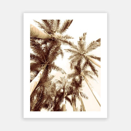 Summer Palm 01