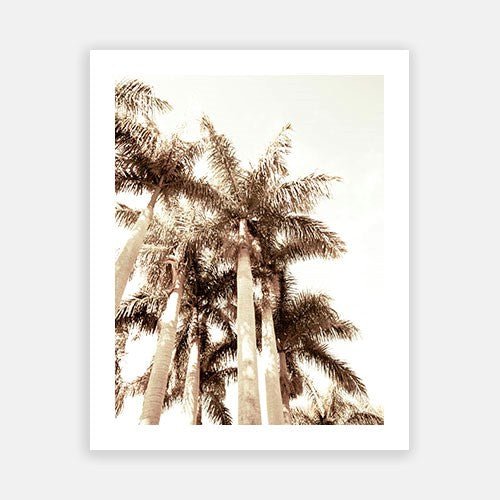 Summer Palm 04