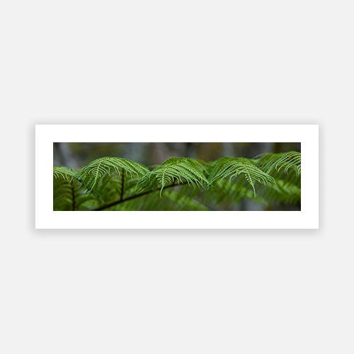 Tree Fern Uki