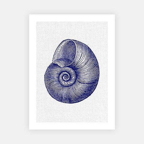 Sea Shell 1-Open Edition Prints-Fine art print from FINEPRINT co