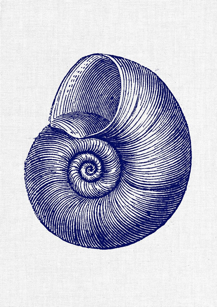 Sea Shell 1-Open Edition Prints-Fine art print from FINEPRINT co