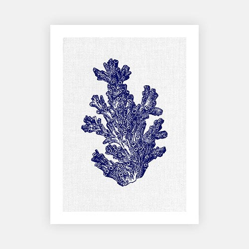 Sea Shell 3-Open Edition Prints-Fine art print from FINEPRINT co