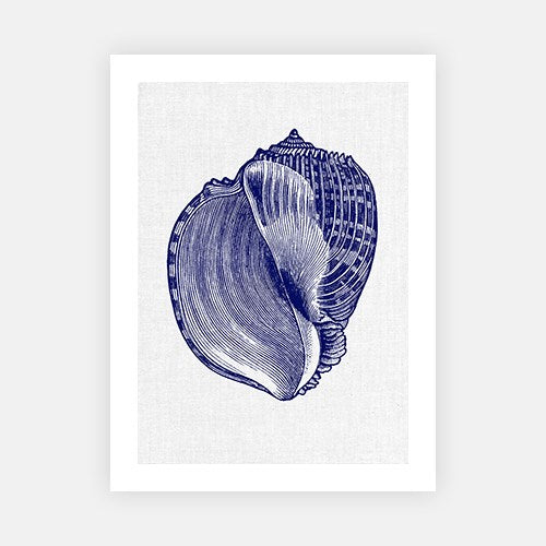 Sea Shell 5-Open Edition Prints-Fine art print from FINEPRINT co