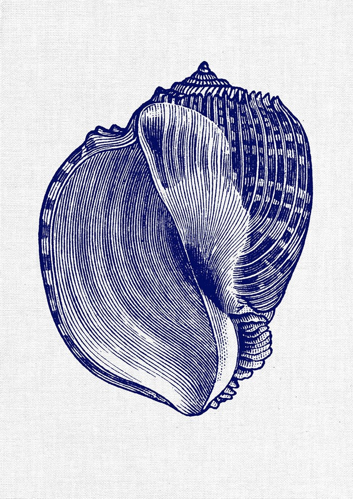 Sea Shell 5-Open Edition Prints-Fine art print from FINEPRINT co