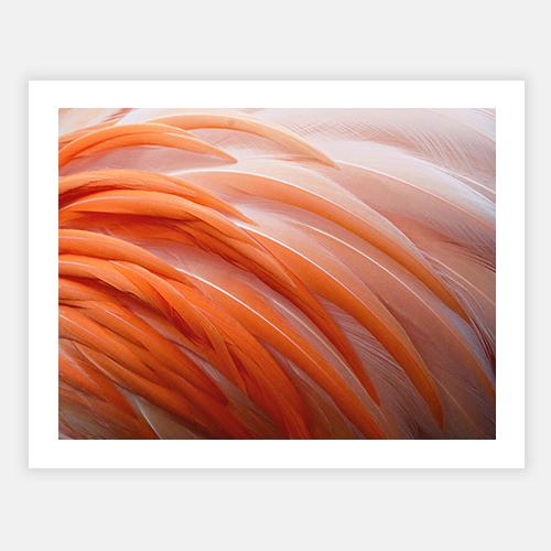 Orange Charm-Open Edition Prints-Fine art print from FINEPRINT co