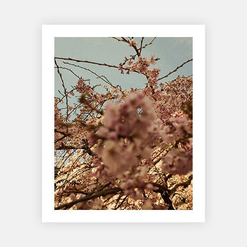 Blossoming-Vogue Contemporary-Fine art print from FINEPRINT co