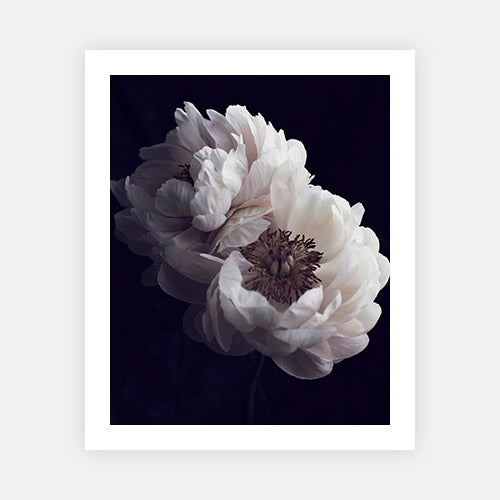 Faded Peonies-Vogue Contemporary-Fine art print from FINEPRINT co