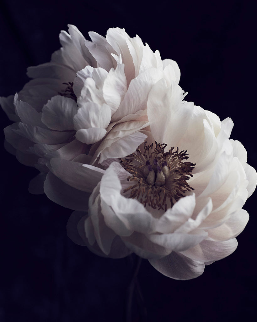 Faded Peonies-Vogue Contemporary-Fine art print from FINEPRINT co