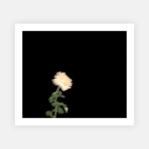 Bedtime Rose-Vogue Contemporary-Fine art print from FINEPRINT co