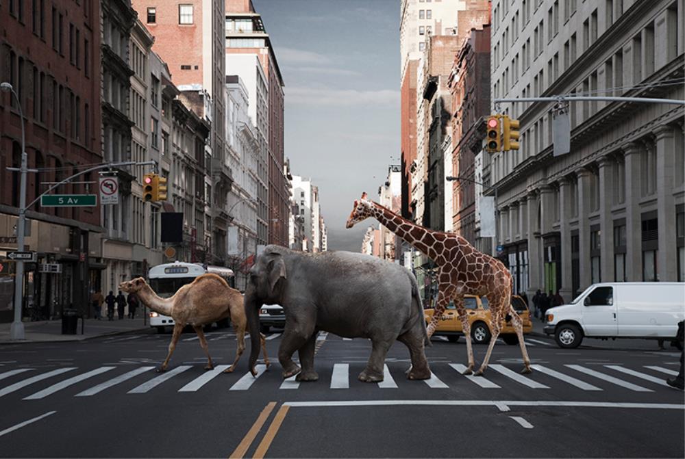 Camel, elephant and giraffe by Getty Images - FINEPRINT co